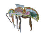 boutique-la-publicite-decoration-modele-anatomie-abeille