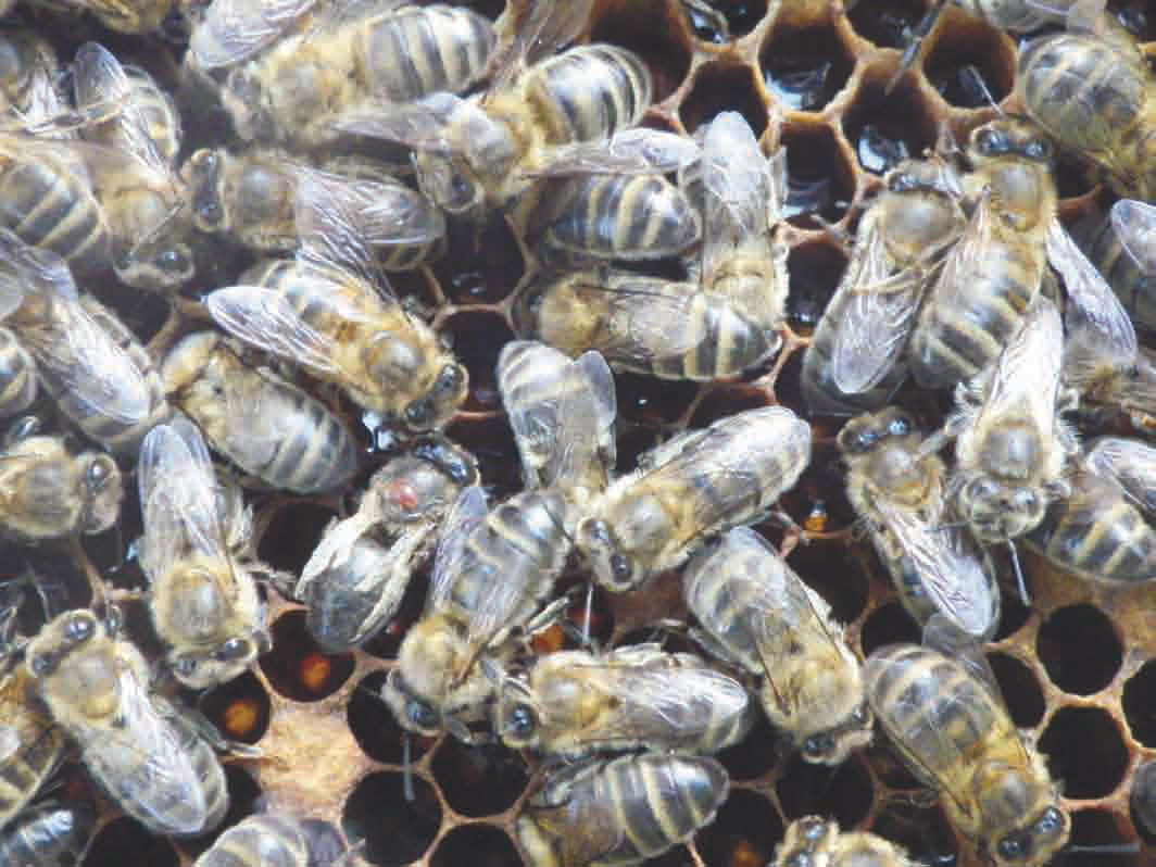 Apiculture: Traitement hivernal des ruches d'abeilles à l'acide oxalique  contre le Varroa destructor 