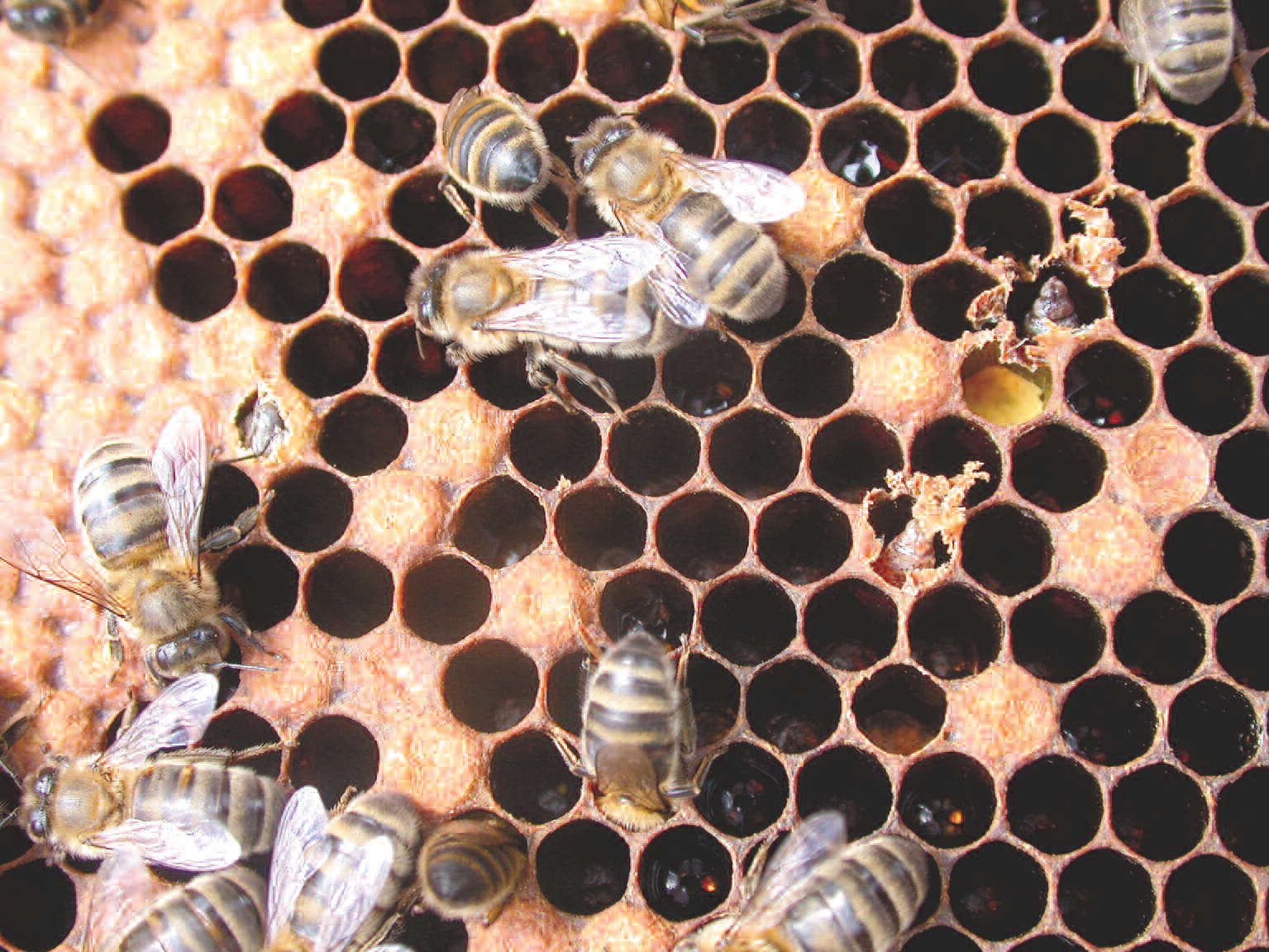 Cuillère à miel  Les abeilles de Nymphe