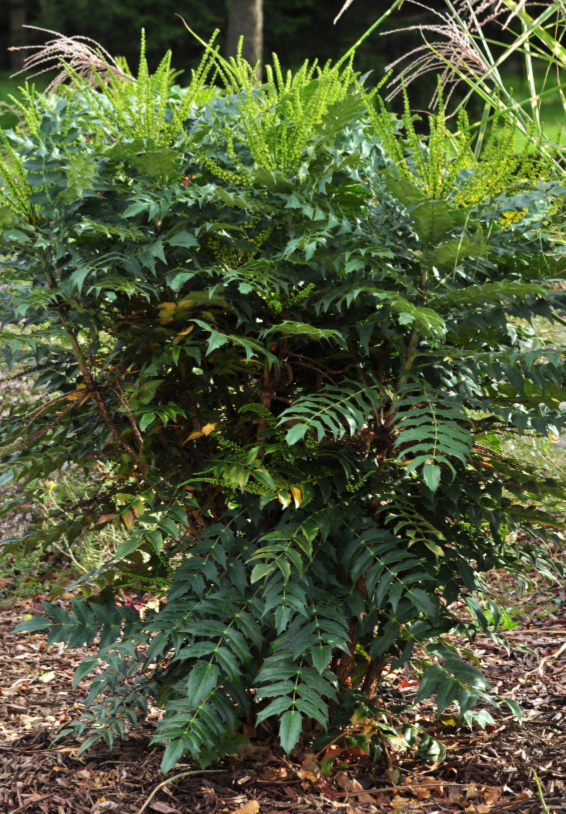 Collection plantes mellifères (10 sachets) - Le jardin des vie-la-joie