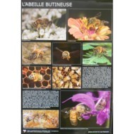 boutique-la-publicite-decoration-affiche-l-abeille-butineuse