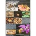 boutique-la-publicite-decoration-affiche-l-abeille-butineuse