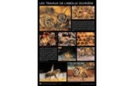 boutique-la-publicite-decoration-affiche-le-pollen-et-le-miel
